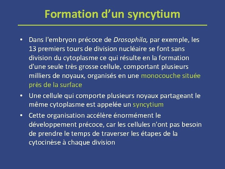 Formation d’un syncytium • Dans l'embryon précoce de Drosophila, par exemple, les 13 premiers