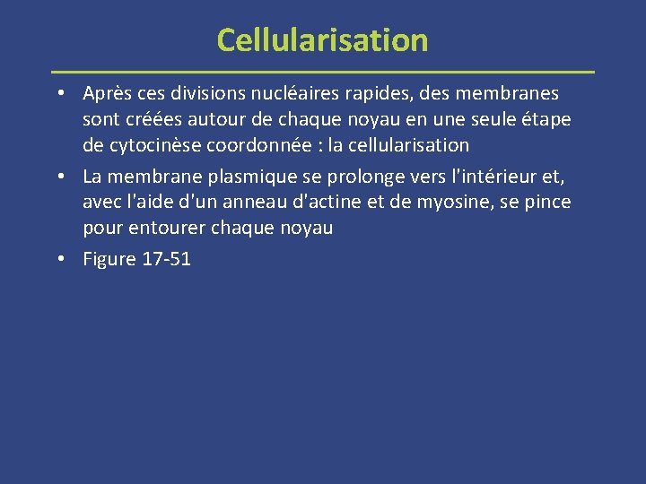 Cellularisation • Après ces divisions nucléaires rapides, des membranes sont créées autour de chaque