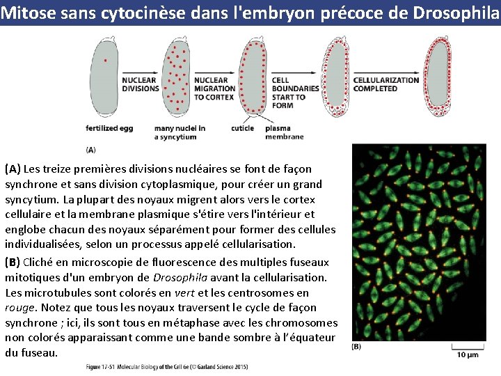 Mitose sans cytocinèse dans l'embryon précoce de Drosophila (A) Les treize premières divisions nucléaires