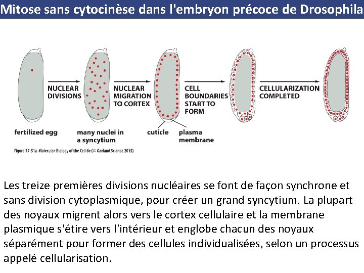 Mitose sans cytocinèse dans l'embryon précoce de Drosophila Les treize premières divisions nucléaires se