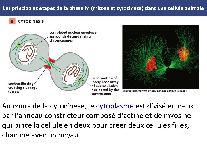 Les principales étapes de la phase M (mitose et cytocinèse) dans une cellule animale