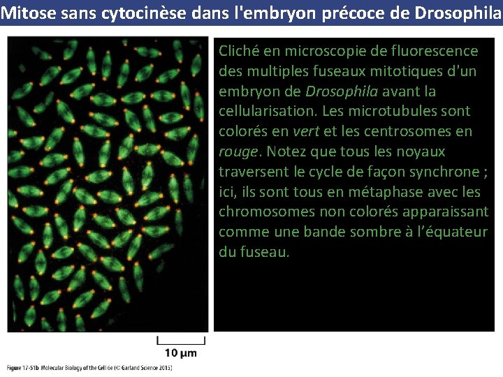 Mitose sans cytocinèse dans l'embryon précoce de Drosophila Cliché en microscopie de fluorescence des