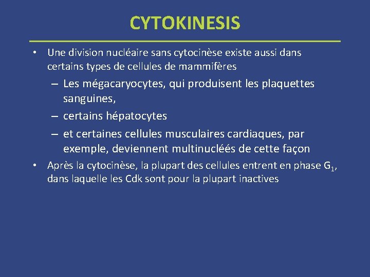 CYTOKINESIS • Une division nucléaire sans cytocinèse existe aussi dans certains types de cellules