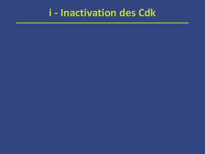 i - Inactivation des Cdk 