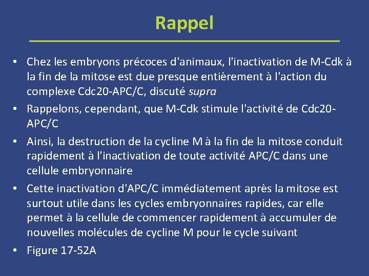 Rappel • Chez les embryons précoces d'animaux, l'inactivation de M-Cdk à la fin de