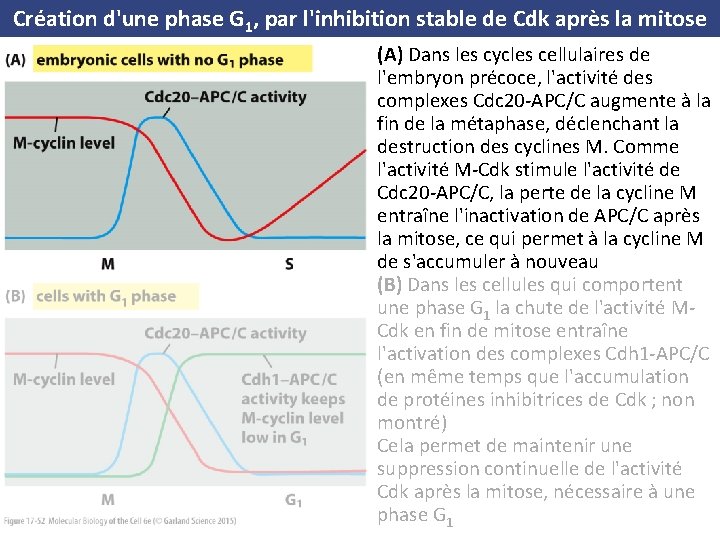 Création d'une phase G 1, par l'inhibition stable de Cdk après la mitose (A)