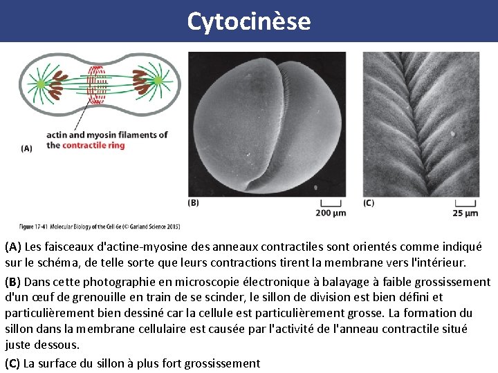 Cytocinèse (A) Les faisceaux d'actine-myosine des anneaux contractiles sont orientés comme indiqué sur le