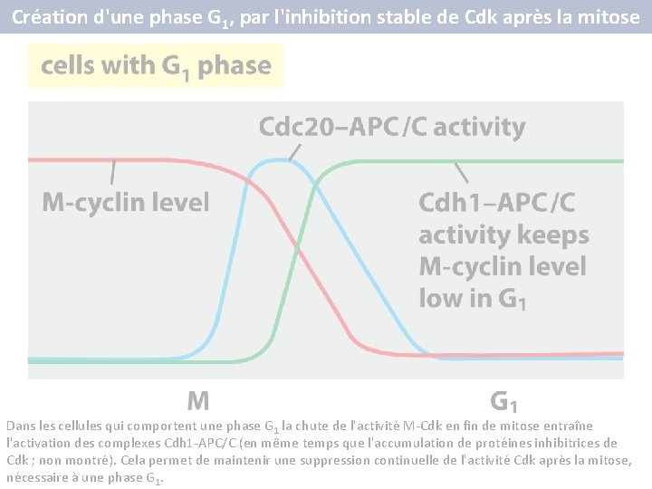 Création d'une phase G 1, par l'inhibition stable de Cdk après la mitose Dans