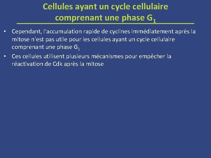 Cellules ayant un cycle cellulaire comprenant une phase G 1 • Cependant, l'accumulation rapide