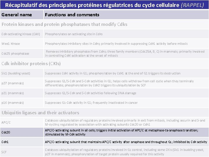 Récapitulatif des principales protéines régulatrices du cycle cellulaire (RAPPEL) Functions and comments Tableau 17