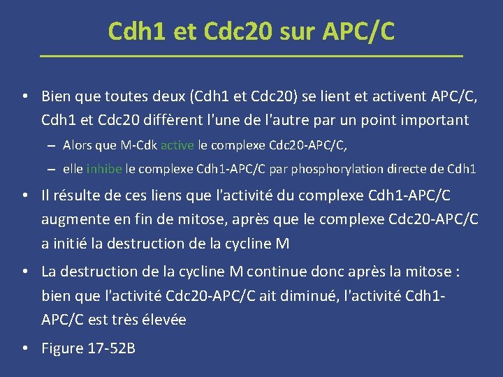 Cdh 1 et Cdc 20 sur APC/C • Bien que toutes deux (Cdh 1