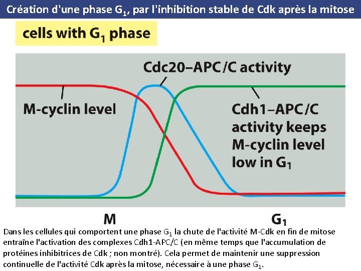 Création d'une phase G 1, par l'inhibition stable de Cdk après la mitose Dans