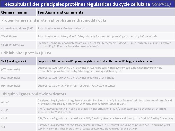 Récapitulatif des principales protéines régulatrices du cycle cellulaire (RAPPEL) Functions and comments Tableau 17