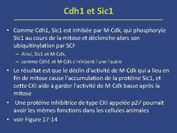 Cdh 1 et Sic 1 • Comme Cdh 1, Sic 1 est inhibée par