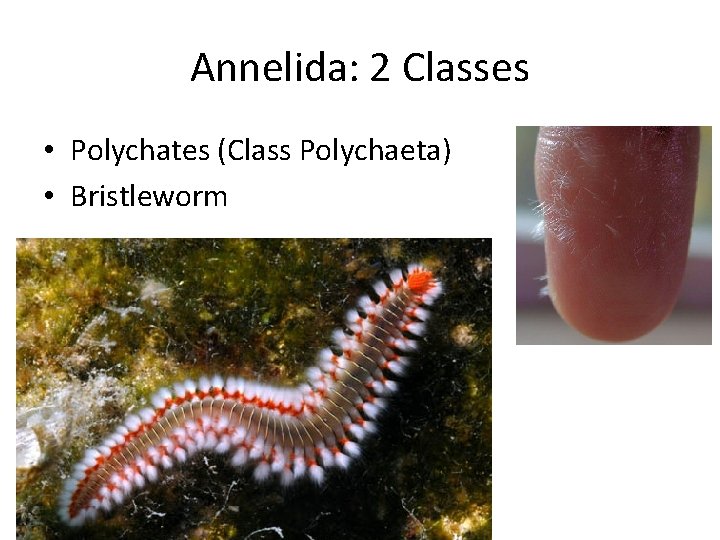 Annelida: 2 Classes • Polychates (Class Polychaeta) • Bristleworm 