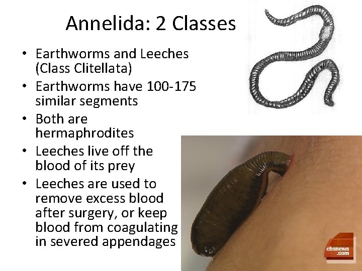 Annelida: 2 Classes • Earthworms and Leeches (Class Clitellata) • Earthworms have 100 -175