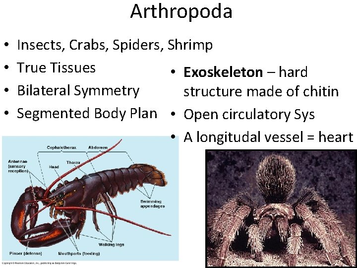 Arthropoda • • Insects, Crabs, Spiders, Shrimp True Tissues • Exoskeleton – hard Bilateral
