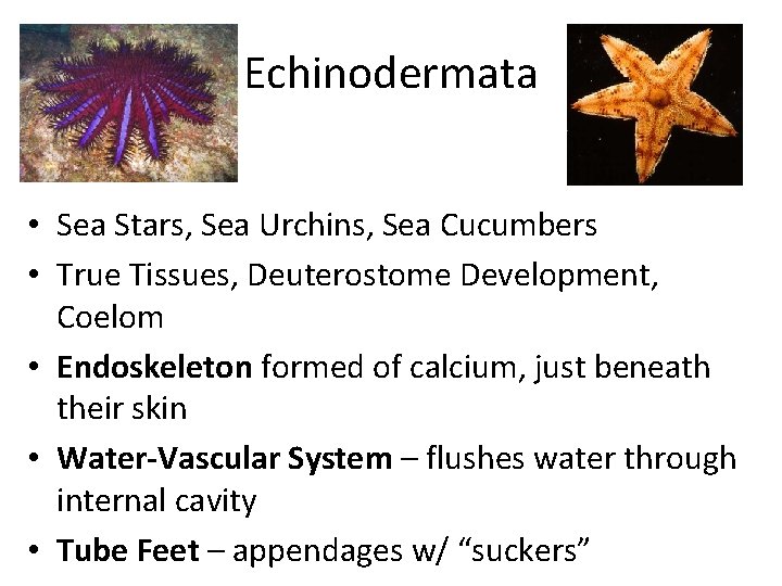 Echinodermata • Sea Stars, Sea Urchins, Sea Cucumbers • True Tissues, Deuterostome Development, Coelom