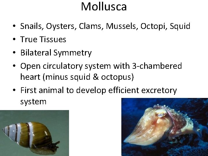 Mollusca Snails, Oysters, Clams, Mussels, Octopi, Squid True Tissues Bilateral Symmetry Open circulatory system