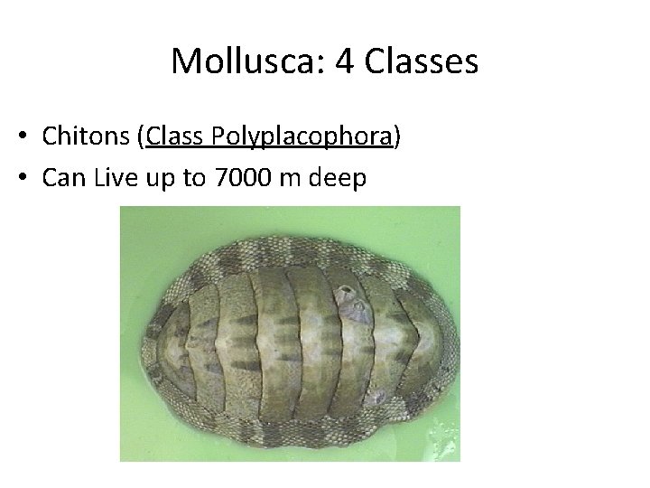 Mollusca: 4 Classes • Chitons (Class Polyplacophora) • Can Live up to 7000 m
