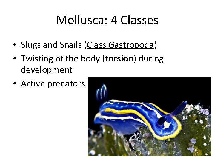 Mollusca: 4 Classes • Slugs and Snails (Class Gastropoda) • Twisting of the body