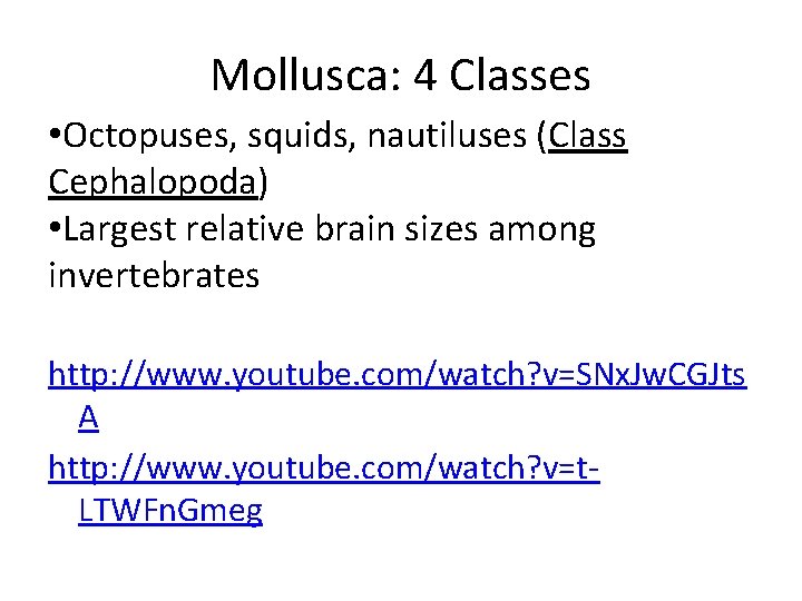 Mollusca: 4 Classes • Octopuses, squids, nautiluses (Class Cephalopoda) • Largest relative brain sizes