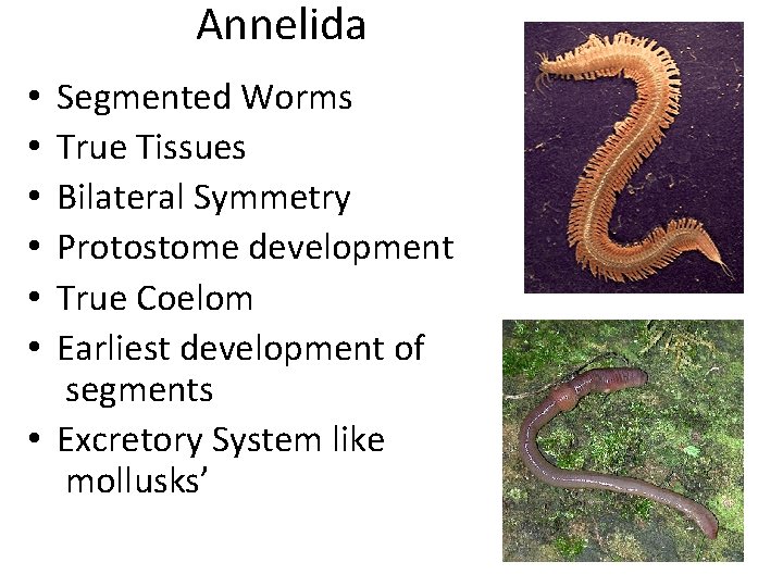 Annelida Segmented Worms True Tissues Bilateral Symmetry Protostome development True Coelom Earliest development of