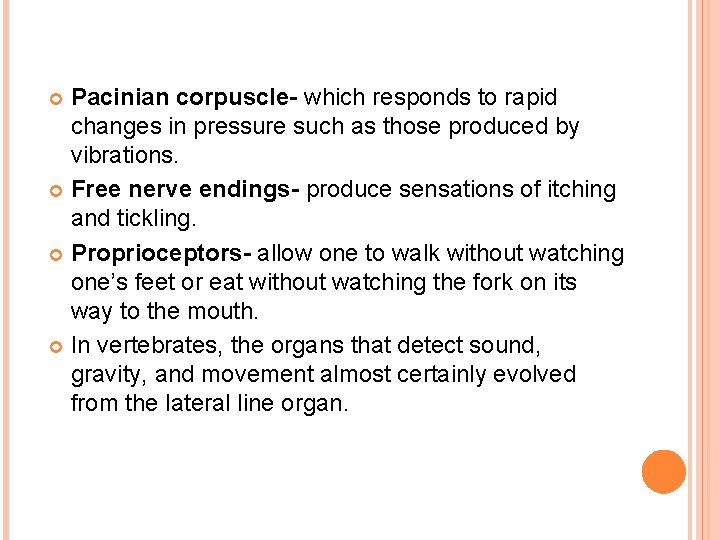 Pacinian corpuscle- which responds to rapid changes in pressure such as those produced by