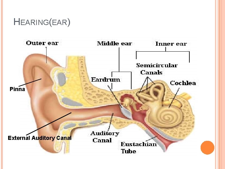 HEARING(EAR) Pinna External Auditory Canal 