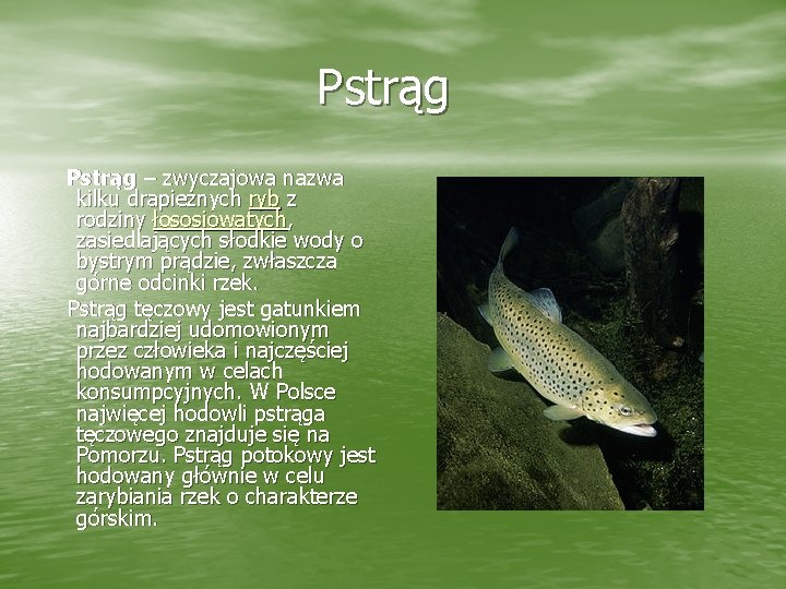 Pstrąg – zwyczajowa nazwa kilku drapieżnych ryb z rodziny łososiowatych, zasiedlających słodkie wody o