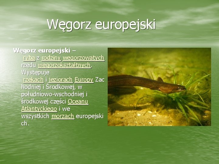 Węgorz europejski – ryba z rodziny węgorzowatych rzędu węgorzokształtnych. Występuje rzekach i jeziorach Europy