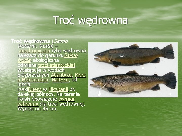Troć wędrowna (Salmo trutta m. trutta) – anadromiczna ryba wędrowna, należąca do gatunku. Salmo