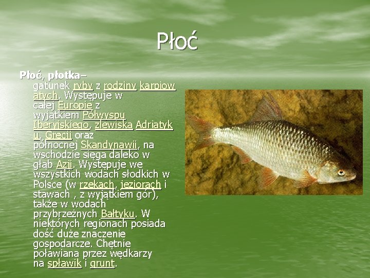 Płoć, płotka– gatunek ryby z rodziny karpiow atych. Występuje w całej Europie z wyjątkiem
