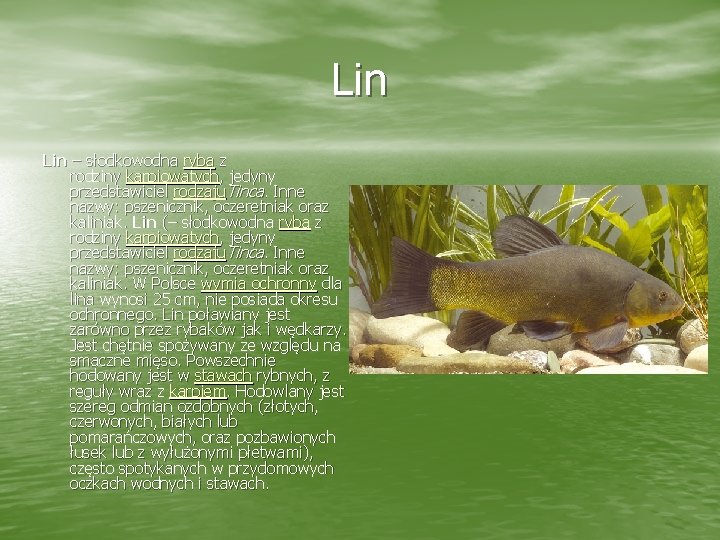 Lin – słodkowodna ryba z rodziny karpiowatych, jedyny przedstawiciel rodzaju. Tinca. Inne nazwy: pszenicznik,