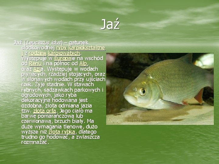 Jaź (Leuciscus idus) – gatunek słodkowodnej ryby karpiokształtne j z rodziny karpiowatych. Występuje w