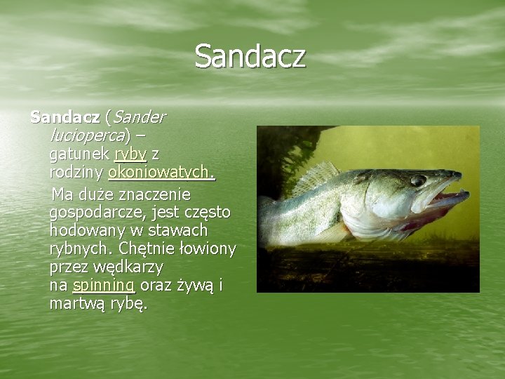 Sandacz (Sander lucioperca) – gatunek ryby z rodziny okoniowatych. Ma duże znaczenie gospodarcze, jest