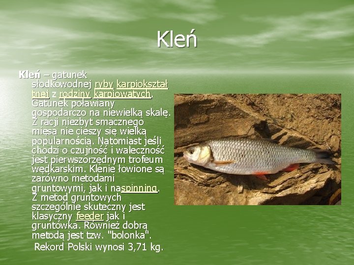 Kleń – gatunek słodkowodnej ryby karpiokształ tnej z rodziny karpiowatych. Gatunek poławiany gospodarczo na