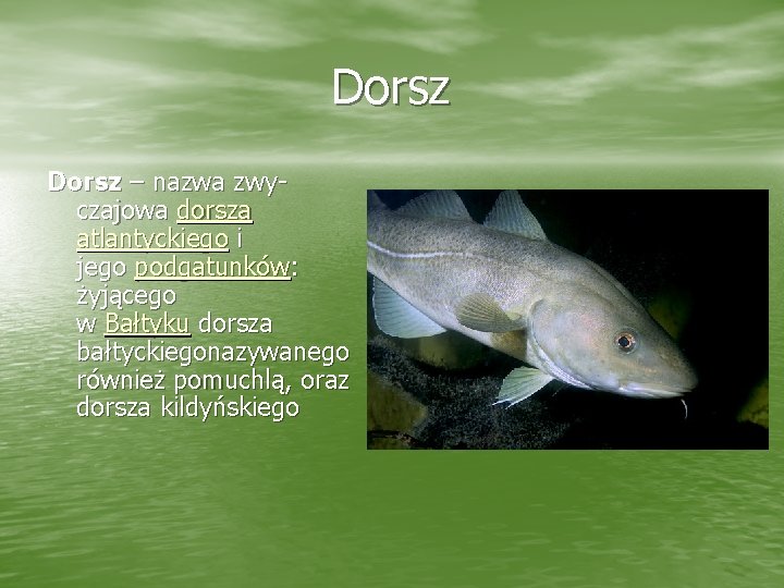 Dorsz – nazwa zwyczajowa dorsza atlantyckiego i jego podgatunków: żyjącego w Bałtyku dorsza bałtyckiegonazywanego