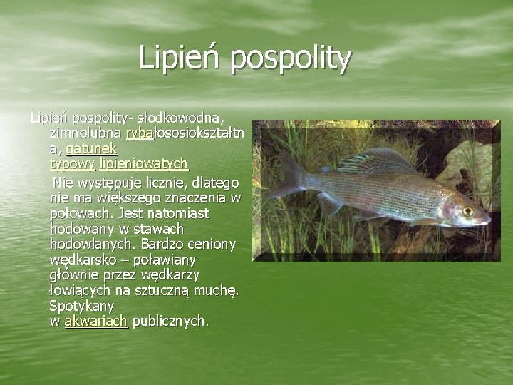 Lipień pospolity- słodkowodna, zimnolubna rybałososiokształtn a, gatunek typowy lipieniowatych Nie występuje licznie, dlatego nie