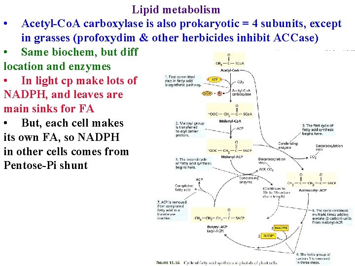 Lipid metabolism • Acetyl-Co. A carboxylase is also prokaryotic = 4 subunits, except in