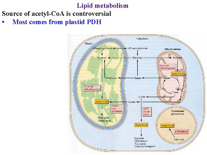Lipid metabolism Source of acetyl-Co. A is controversial • Most comes from plastid PDH
