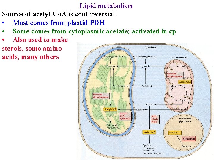 Lipid metabolism Source of acetyl-Co. A is controversial • Most comes from plastid PDH