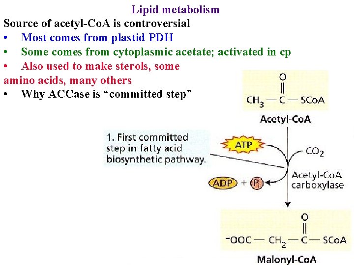 Lipid metabolism Source of acetyl-Co. A is controversial • Most comes from plastid PDH