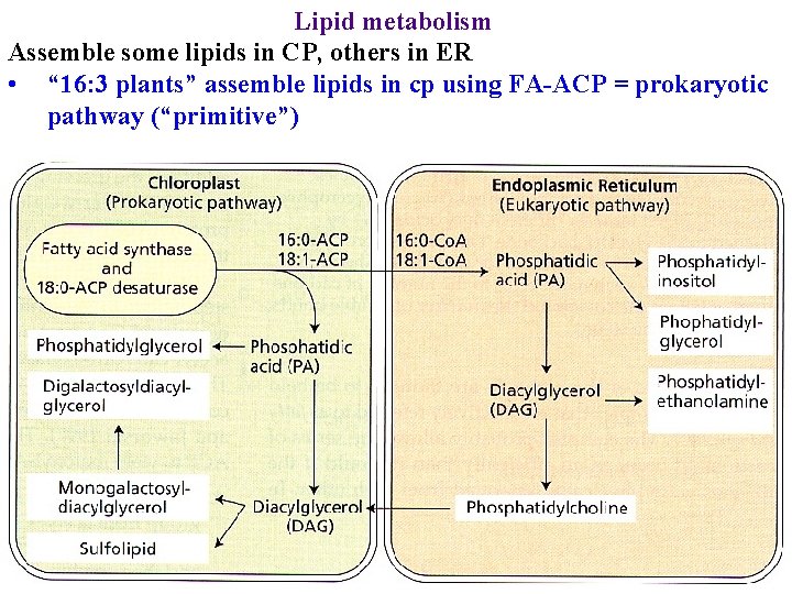 Lipid metabolism Assemble some lipids in CP, others in ER • “ 16: 3