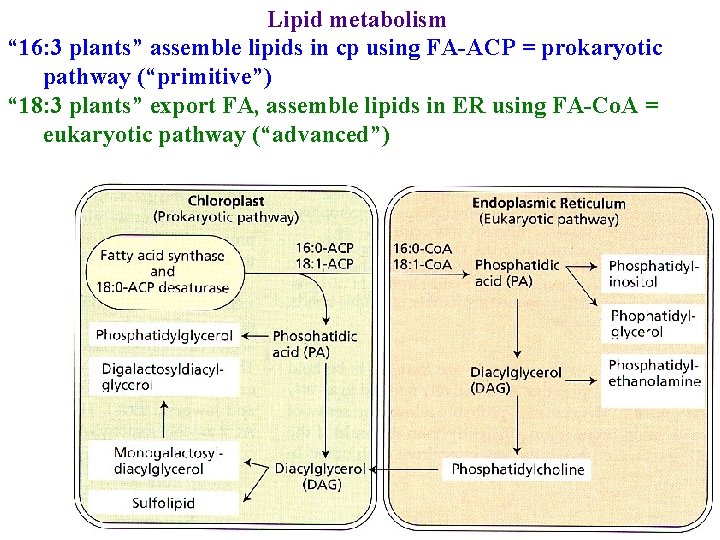 Lipid metabolism “ 16: 3 plants” assemble lipids in cp using FA-ACP = prokaryotic