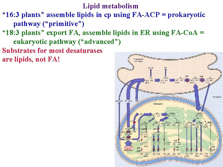 Lipid metabolism “ 16: 3 plants” assemble lipids in cp using FA-ACP = prokaryotic