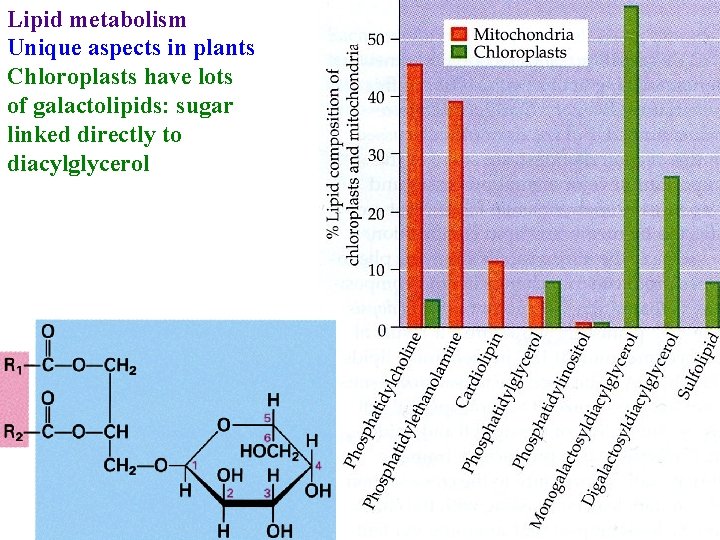 Lipid metabolism Unique aspects in plants Chloroplasts have lots of galactolipids: sugar linked directly
