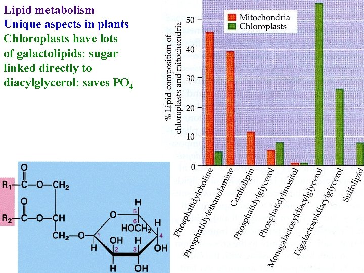 Lipid metabolism Unique aspects in plants Chloroplasts have lots of galactolipids: sugar linked directly
