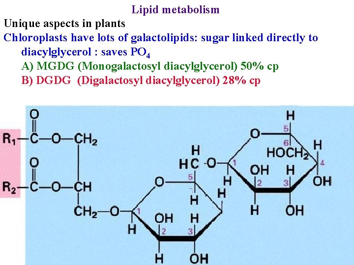 Lipid metabolism Unique aspects in plants Chloroplasts have lots of galactolipids: sugar linked directly