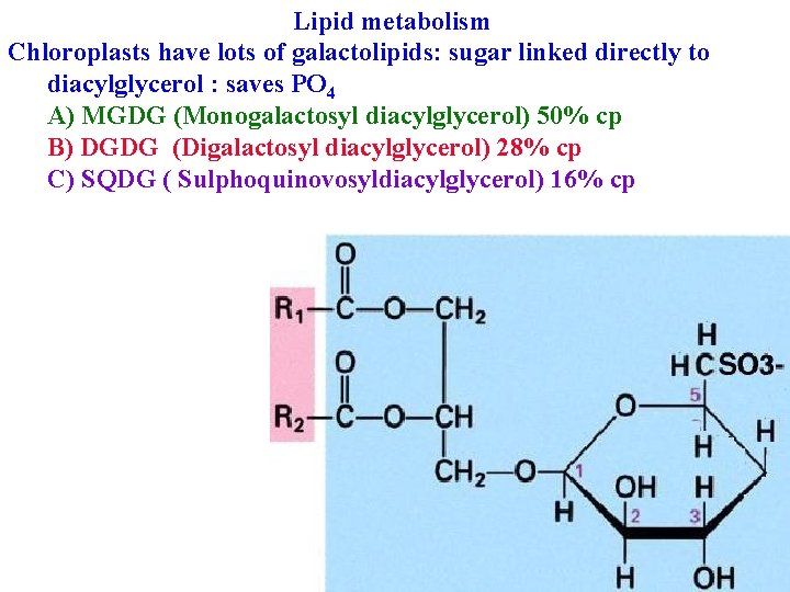 Lipid metabolism Chloroplasts have lots of galactolipids: sugar linked directly to diacylglycerol : saves